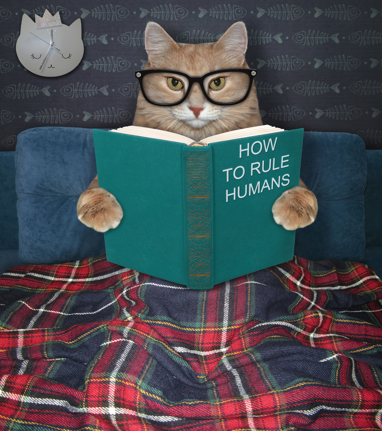 Cat reading funny book in bed